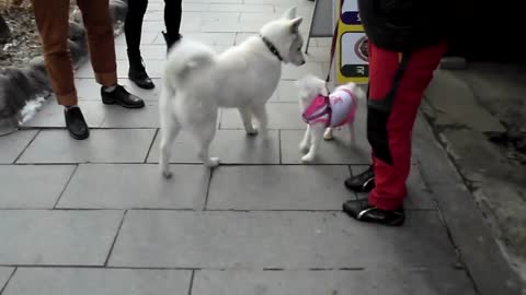 한옥마을에서 본 귀여운 진돗개의 푸들 강아지에 대한 뜨거운 관심 cute Jindo dog and a poodle puppy Jeonju Hanok village 전주한옥마을