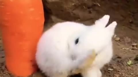 A cute rabbit trying to eat carrot leaves.