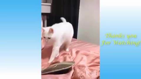 Funny and cute cats part2