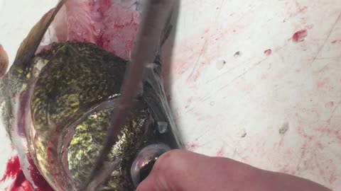 Walleye cheek removal! Tastiest part of the fish!!