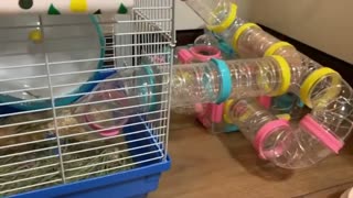 This pampered hamster has one impressive home!