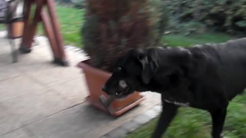 Helpful dog fetches tool for his owner