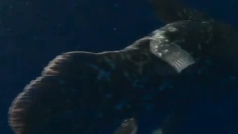 Real Coelacanth!!!