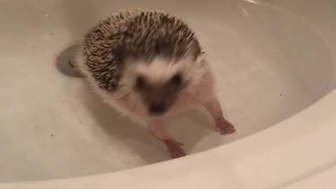 Hedgehog swims in white bathroom sink