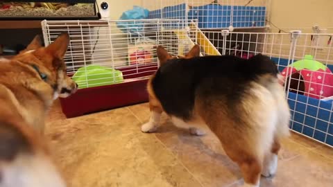 10 Reason why you should get a corgi.