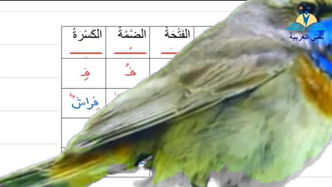 تعليم الحروف العربية- حرف الفاء- #تعليم_اللغة_العربية​​​ learning Arabic-Arapça Öğretimi