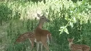 Momma deer out with her babies