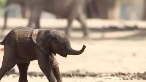 First Steps of the baby elephant