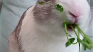 Haven't you seen this rabbit eating！