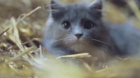 a cute gray kitten with green eyes hides in the hay