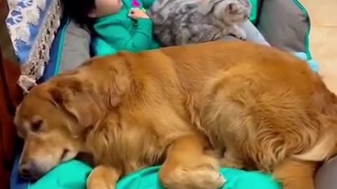 Woman teaching a dog new short video funny dog videos 2021.