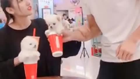 Cute_Pomeranian_puppies_videos_Want_to_exchange_with_coffee_?_Funny_dog_videos_#shorts