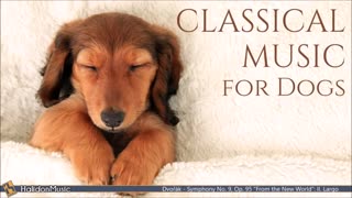 Classical Music for Dogs