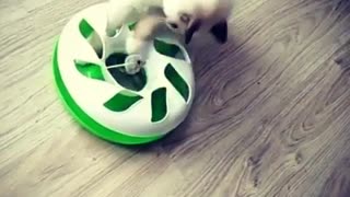 Caty Runing After the Ball in the Toy