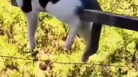 -Best Funny Animals Videos 2022 �� - Funniest Cat of 2022 �� #shorts #funny #cats-