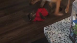 Cat fights with dog