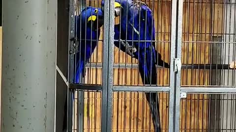 fyp#strawhatparrots