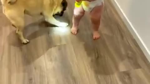 Dog chasing light 🐶..