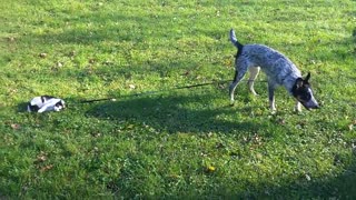 Dog Drags Cat on Leash