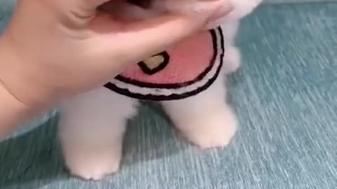 funny and cute puppy with cloth