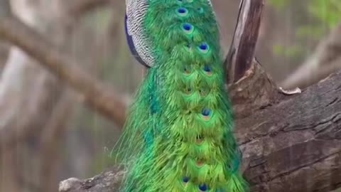 Peacock dancing in rain