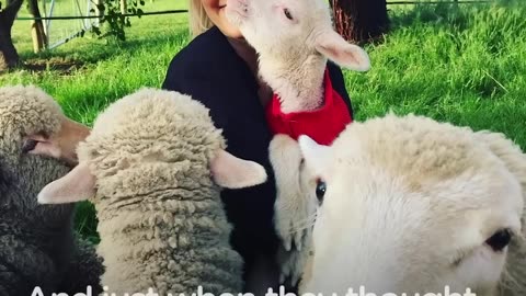 Rescue Lambs Love To Hop Around Their Parents' House | The Dodo