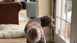 Puppy wants to go outside and won’t take no for an answer!