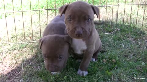 pit bull growls and snaps at her puppies in daylight