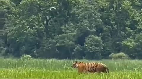 Tiger in village.