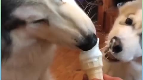 Cute Danes Dogs order ice cream Enjoying With Danes