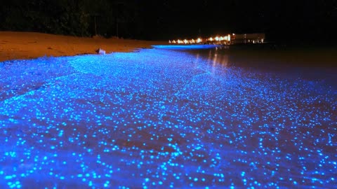 Sea of Stars - Vaadhoo Island, Maldives