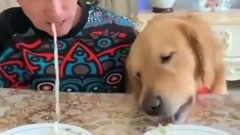 The Dog wins Challenge