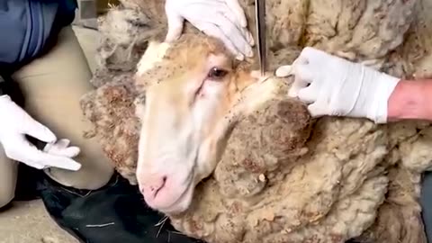 Sheep Covered In 90-Pounds Of Wool Gets Life-Saving Makeover