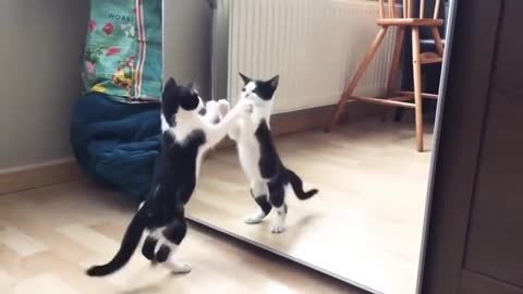 Funny Cat And mirror Video-Funny Videos-30 Seconds Status Video