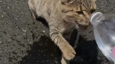 Cat in Fujairah Desert Valley in Hot Summer