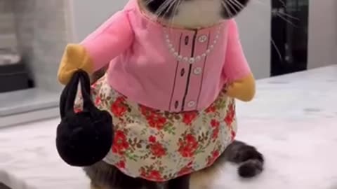 Just funny cat what the hell # rumble video#funny cat #