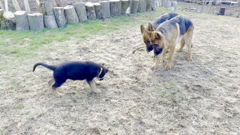 German Shepherd Puppy barking at her two older sisters that have her stick