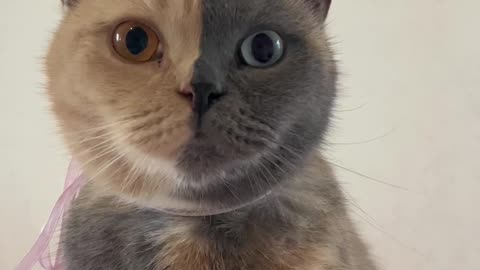 Chimera Kitty With a Two-Toned Face
