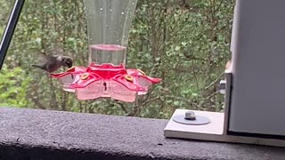hummingbird checks out walking stick