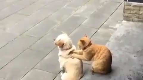 Cats and dogs