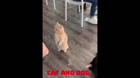 Show of very funny cats videos 2021 #10