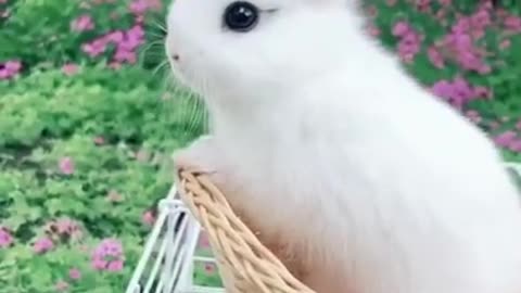 Cute animal baby