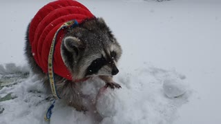 Raccoon plays with snow and finds food to eat.