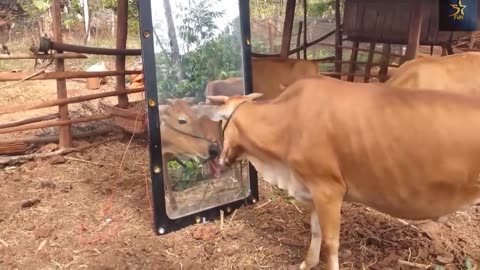 The Prank Animal with Mirror - Funny Animals Reaction | Amazing Animals 2024
