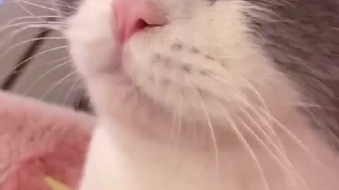 Funny cats meowing and talking
