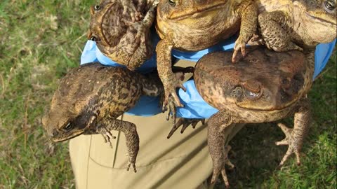 Cane Toads are Cannibals News Of The Bizarre Quippets