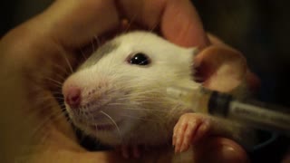 Giving our pet rat medicine