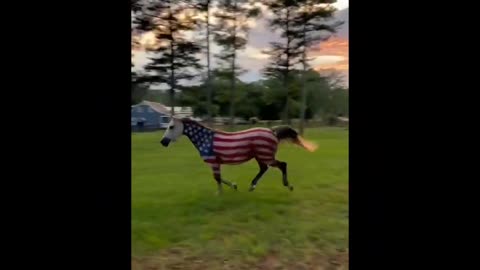 Horses are painted with american flag