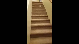 Kitten trips down stairs lands hard