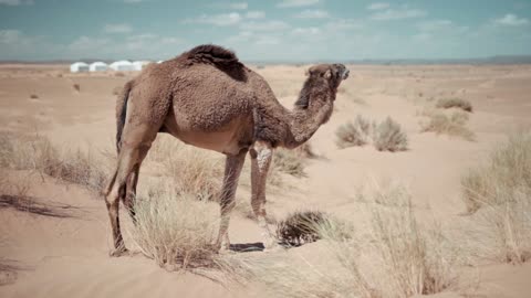 😎 Camels of the Sahara Desert